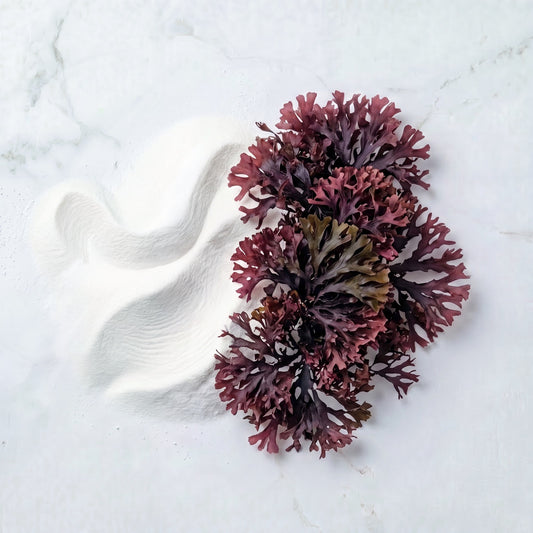 Irish Moss Sea Moss