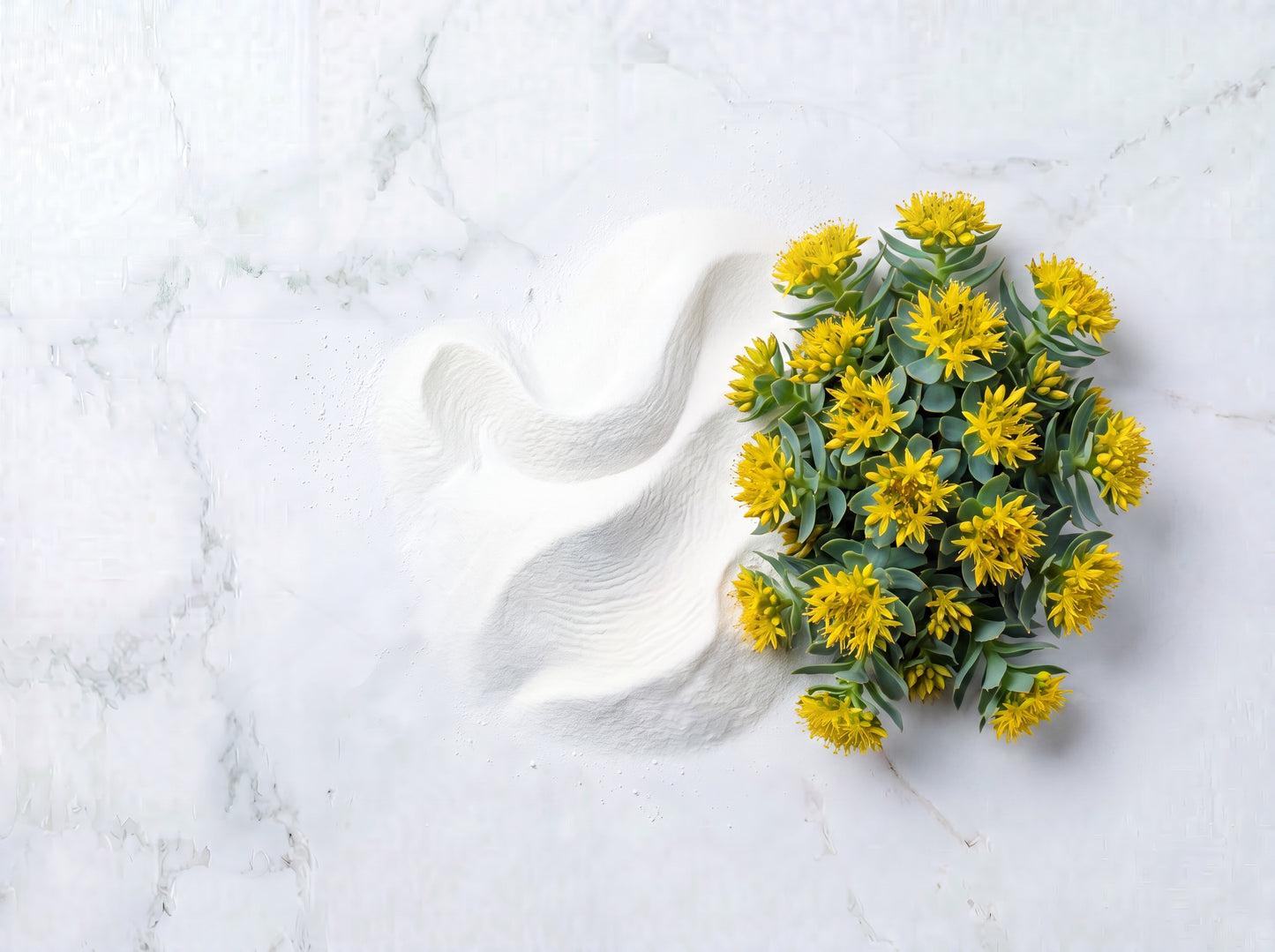 rhodiola rosea